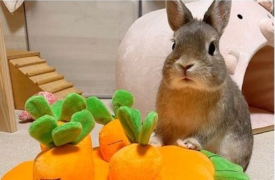 Rabbit next to orange carrot-shaped toys